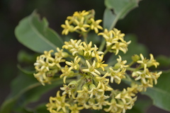 Pittosporum floribundum